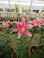 [5379 Ravenna TL VZ No01.JPG]